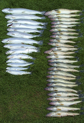 fishing