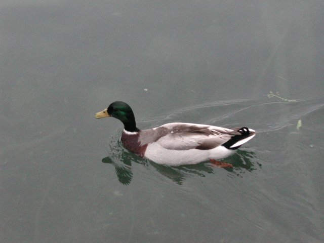 Original image