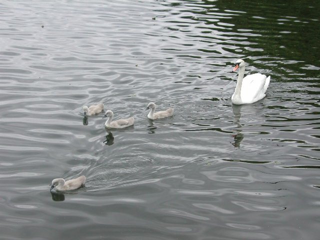 Original image