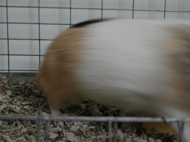 Original image
