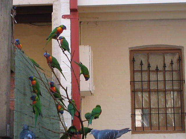 Original image