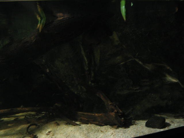 Original image