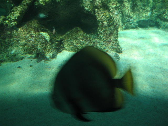 Original image
