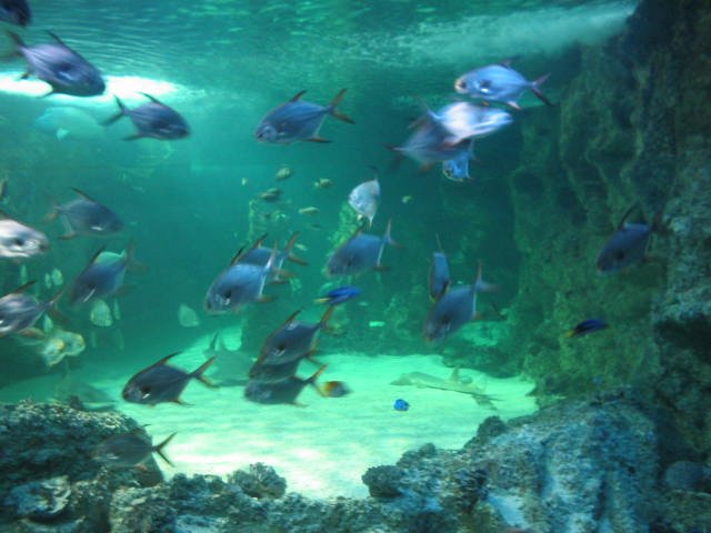 Original image