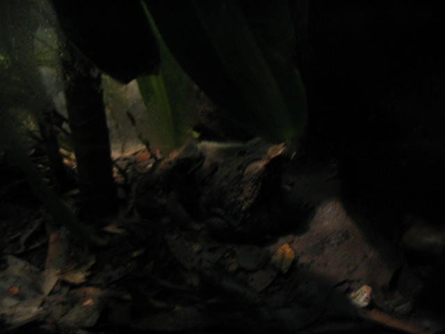 Original image