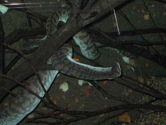 Original image
