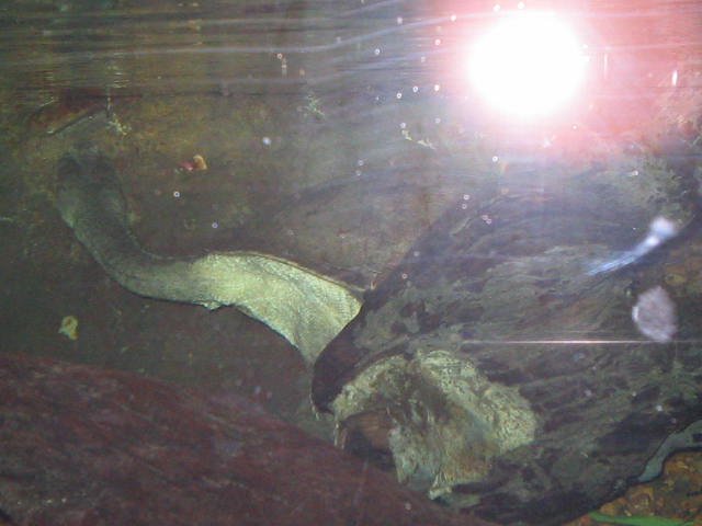 Original image
