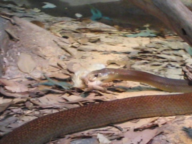 Original image