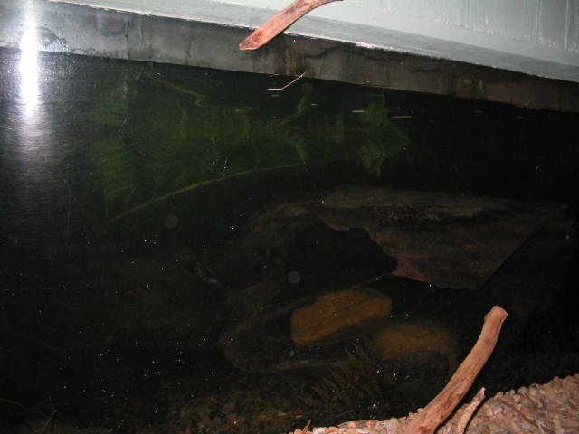 Original image