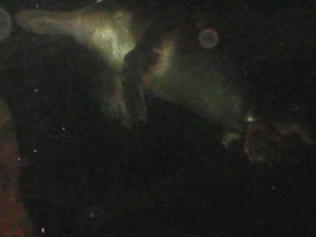 Original image
