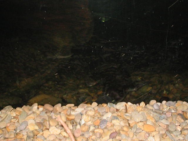 Original image