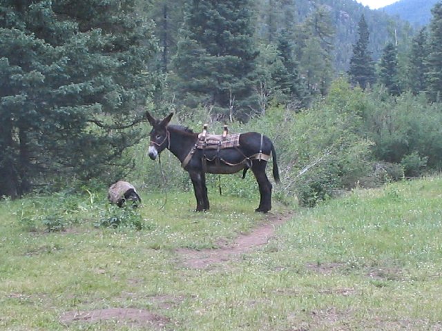 Original image