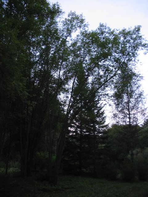 Original image