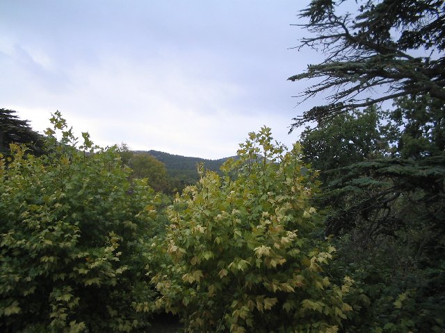 Original image